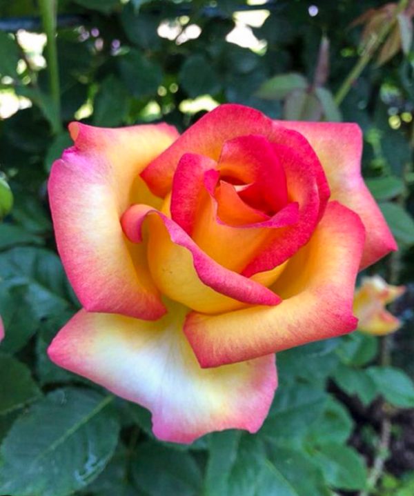 ROSIER BOHEME