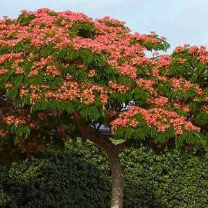 ALBIZIA JULIBRISSIN OMBRELLA TIGE 1M50