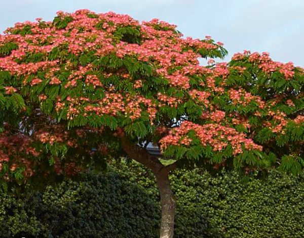 ALBIZIA JULIBRISSIN OMBRELLA TIGE 1M50