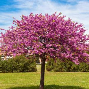 CERCIS SILIQUASTRUM