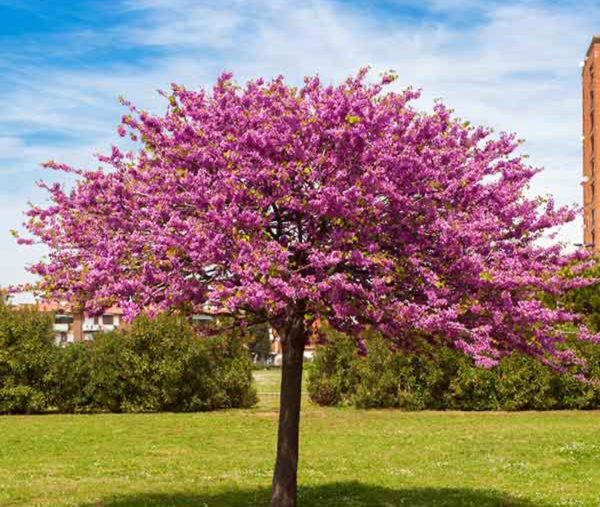 CERCIS SILIQUASTRUM