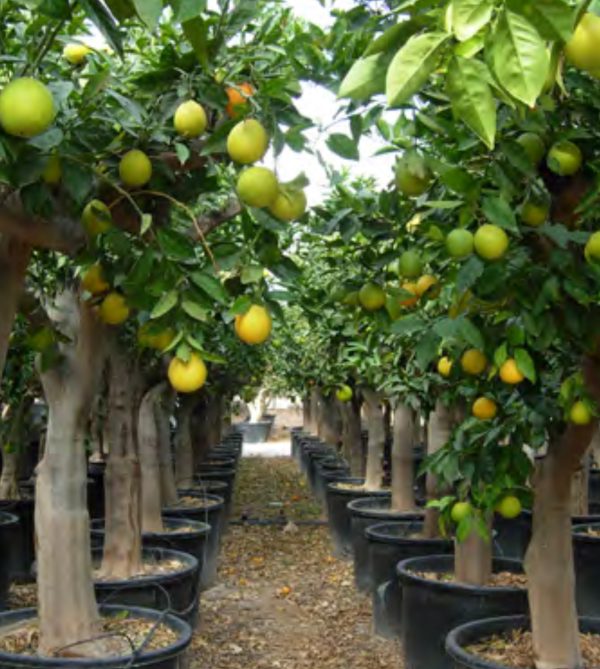 CITRUS LIMONUM 1/2 TIGE (CITRON)