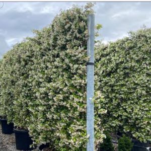 LAURIER PALME 1M50