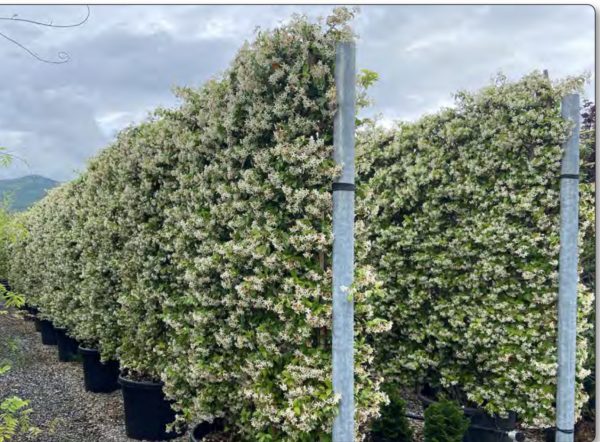 LAURIER PALME 1M50