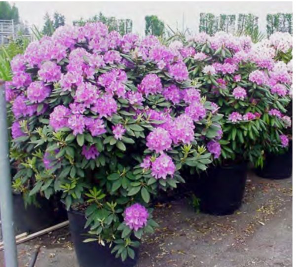 RHODODENDRON 180/200