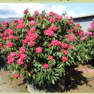 AZALEA JAPONICA