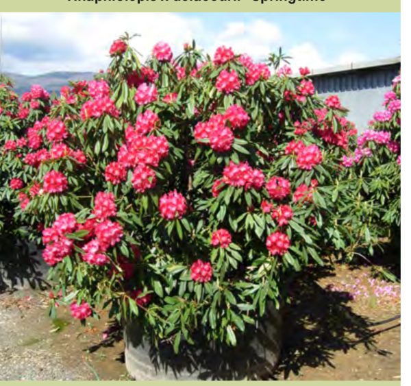 AZALEA JAPONICA