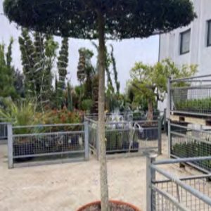 PINUS PINEA 5M50