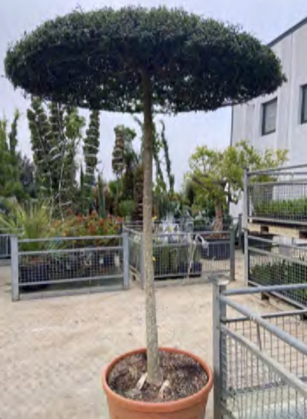 PINUS PINEA 5M50