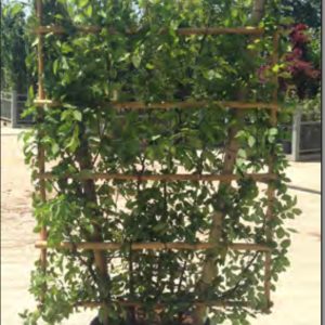 CHARME CARPINUS EN ESPALIER SANS TIGE 1M50