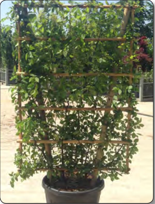 CHARME CARPINUS EN ESPALIER SANS TIGE 1M50