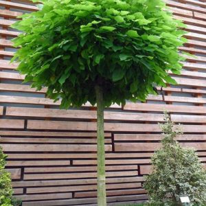 CATALPA BIGN NANA TIGE