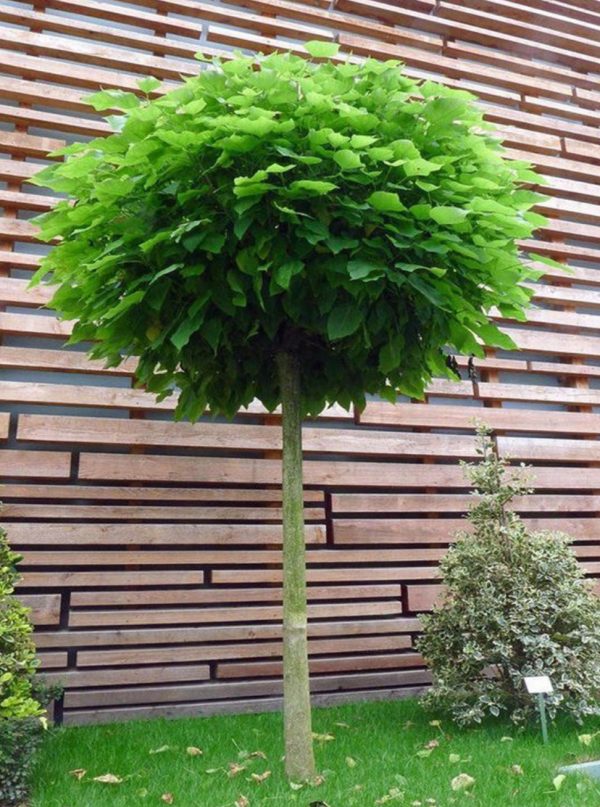 CATALPA BIGN NANA TIGE