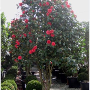CAMELIA JAPONICA