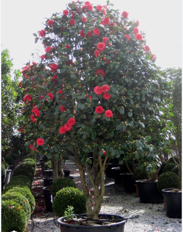 CAMELIA JAPONICA
