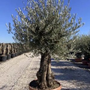 Olivier Olea Europaea