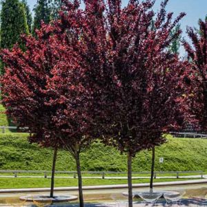 PRUNUS CERASSIFERA PISSARDI NIGRA 2M50