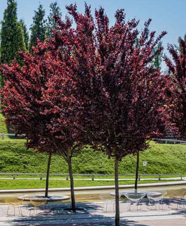 PRUNUS CERASSIFERA PISSARDI NIGRA 2M50